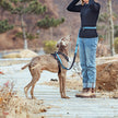 Hands Free Dog Leash