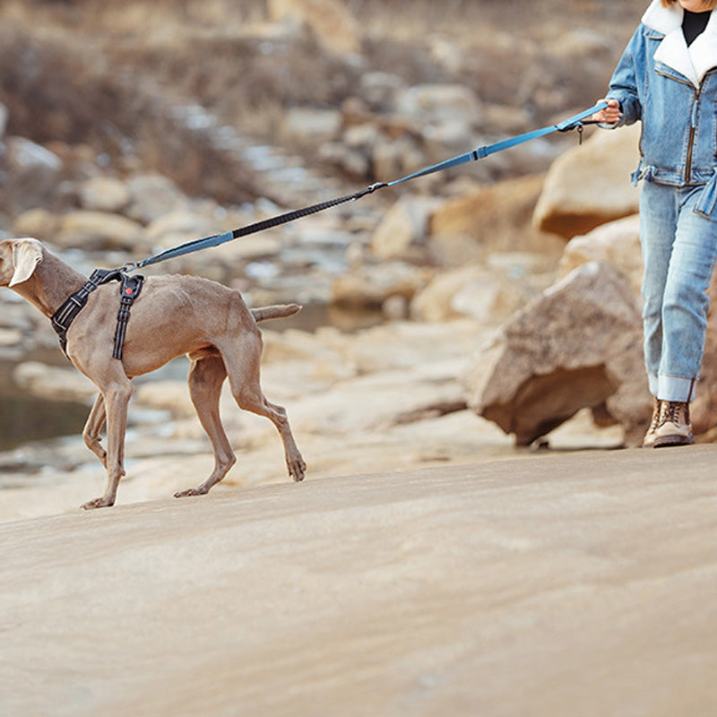Hands Free Dog Leash