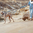 Hands Free Dog Leash