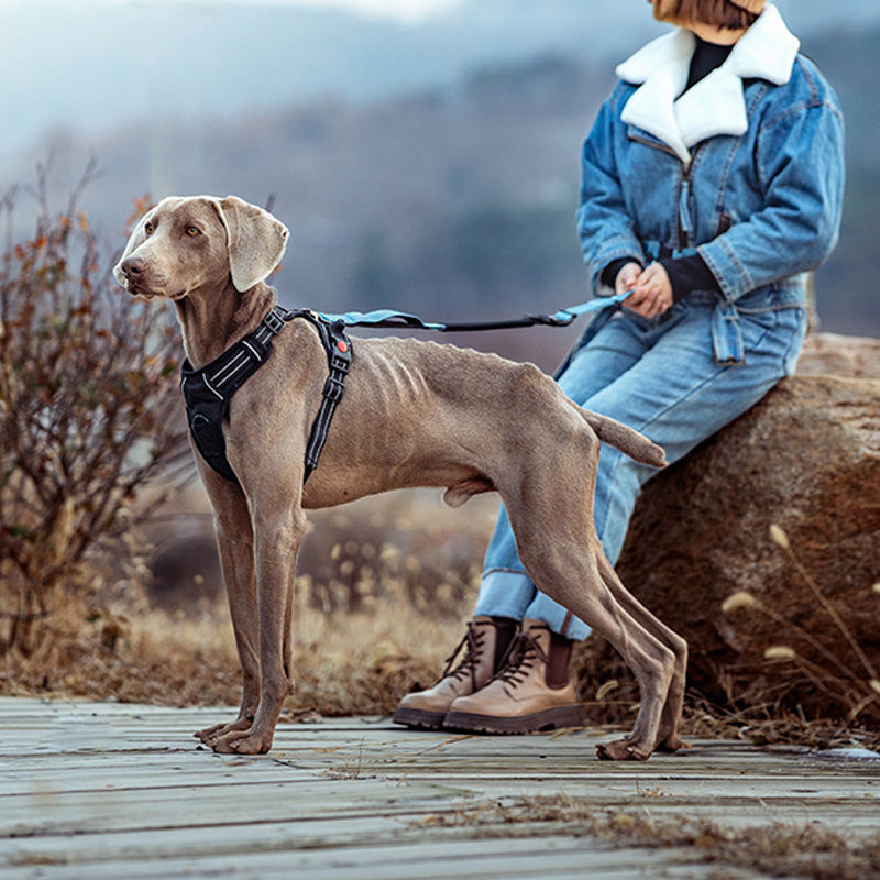 Hands Free Dog Leash
