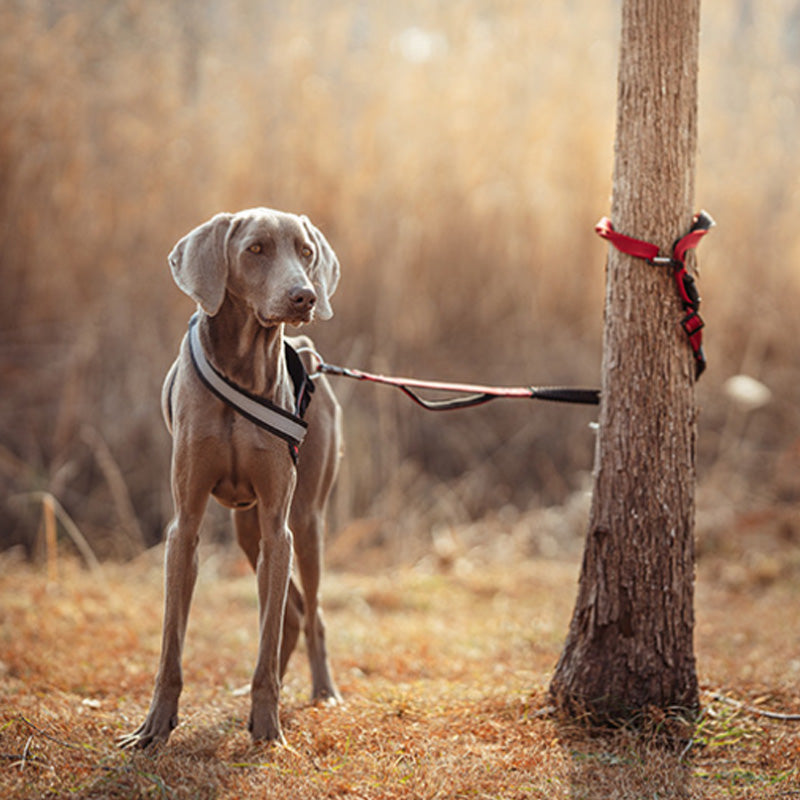 Hands Free Dog Leash