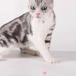 Generic Automatic Cat Laser Toys