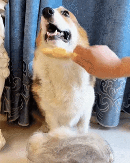 Long & Short Tooth Stainless Steel Pet Comb