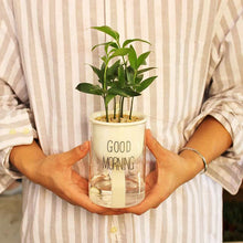 Load image into Gallery viewer, Self-watering Hydroponic Flowerpot