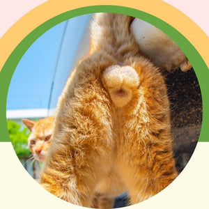 2023 Cats Buttholes-calendar