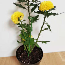 Load image into Gallery viewer, Single Plant Stem(10PCS)