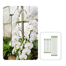 Load image into Gallery viewer, Single Plant Stem(10PCS)